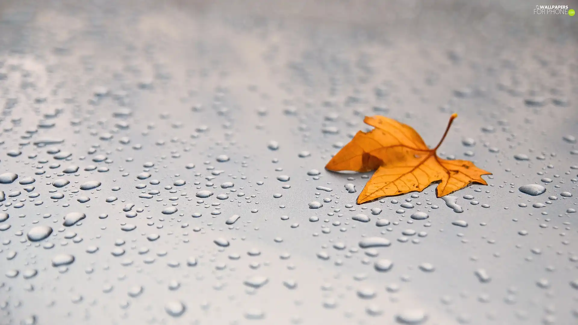 Autumn, drops, rain, leaf