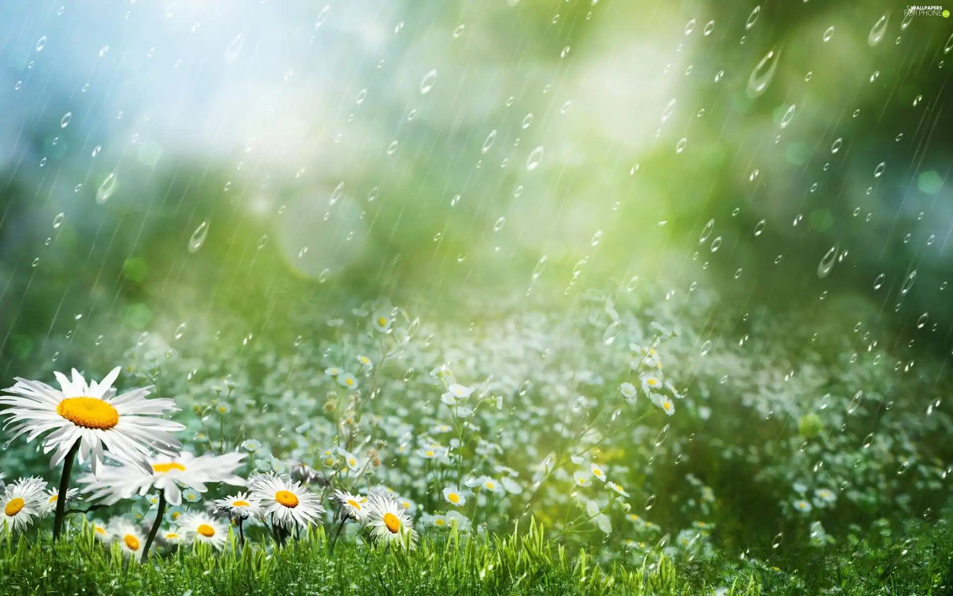 daisy, Rain