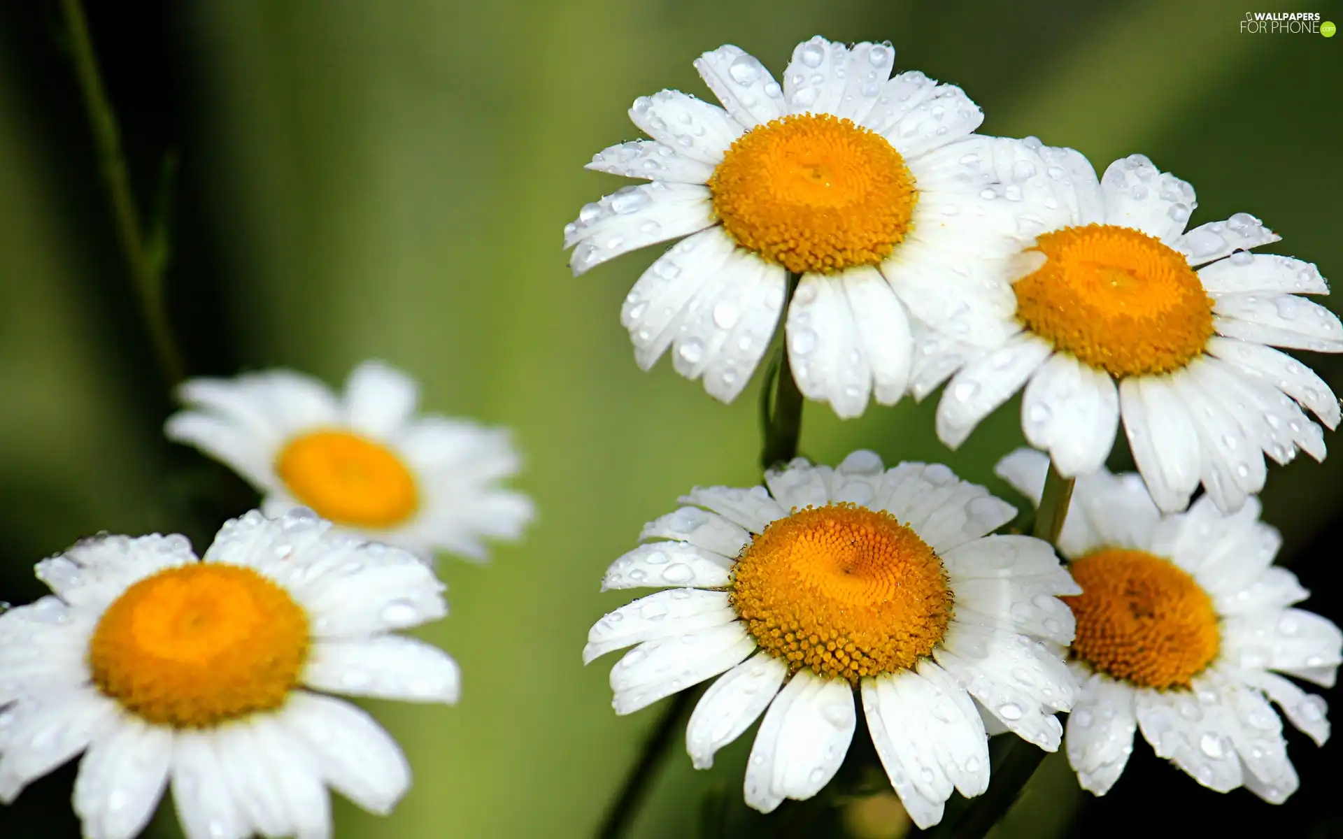 rain, camomiles, drops