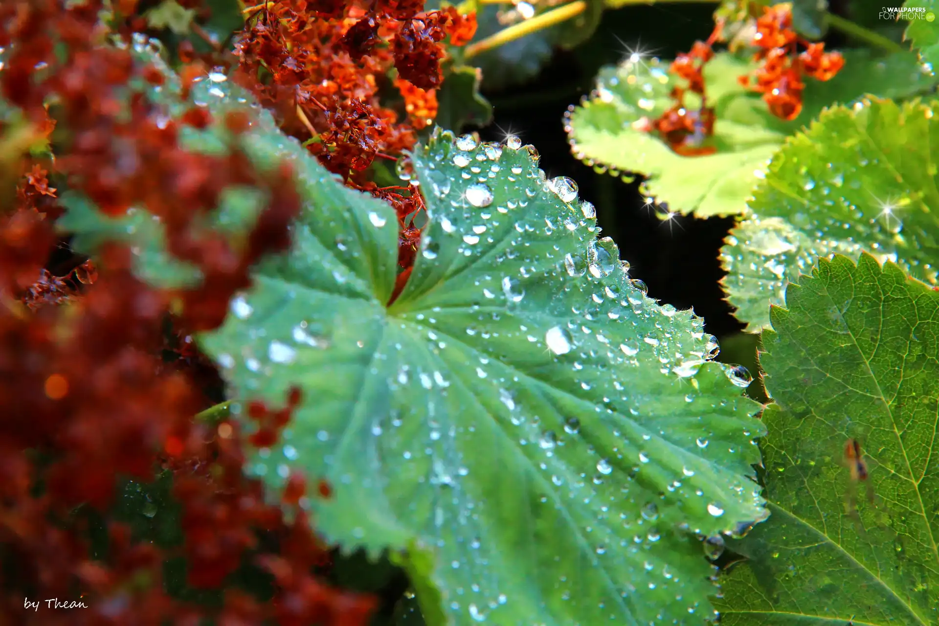 rain, Leaf, drops