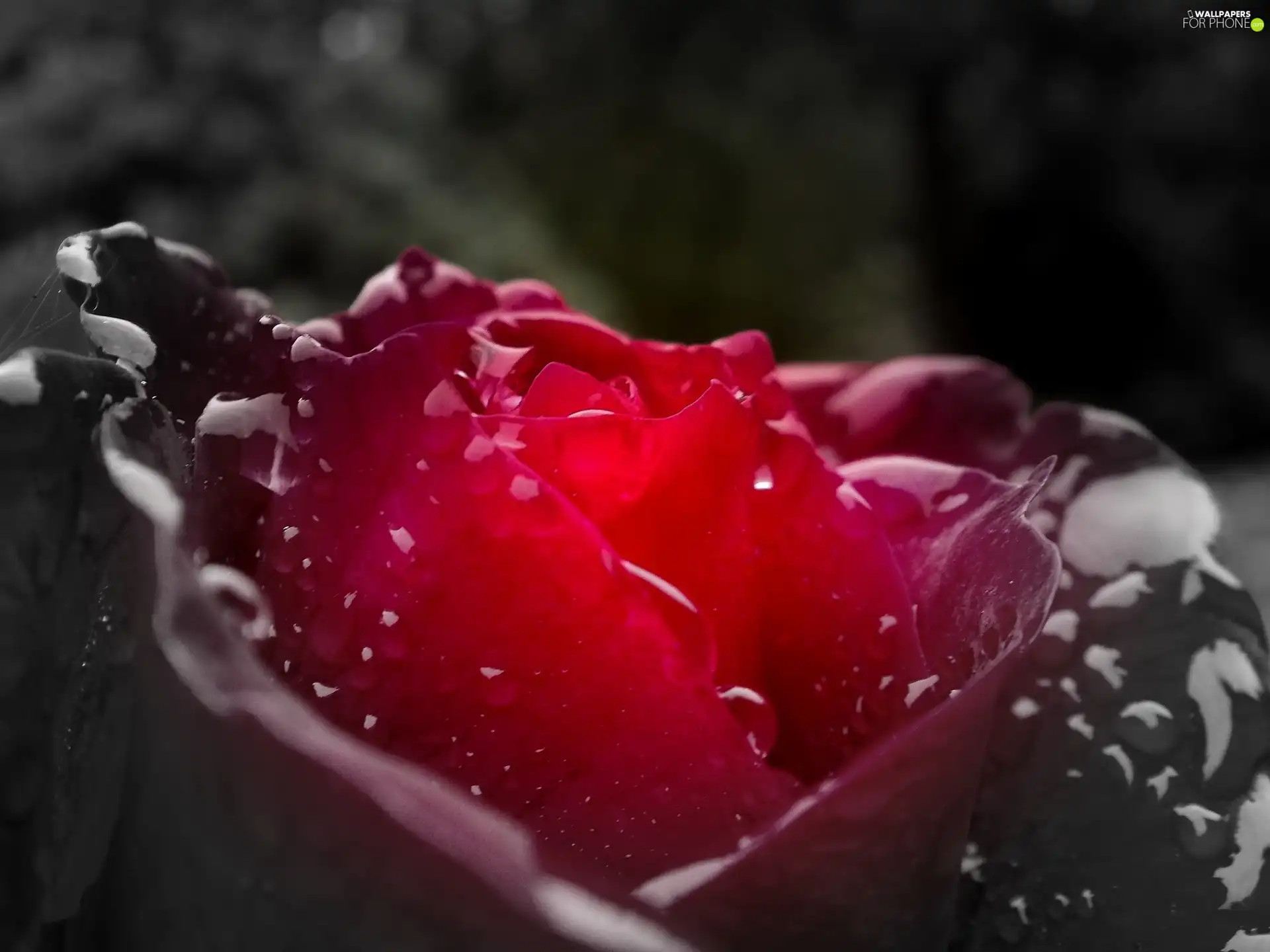 rain, rose, drops