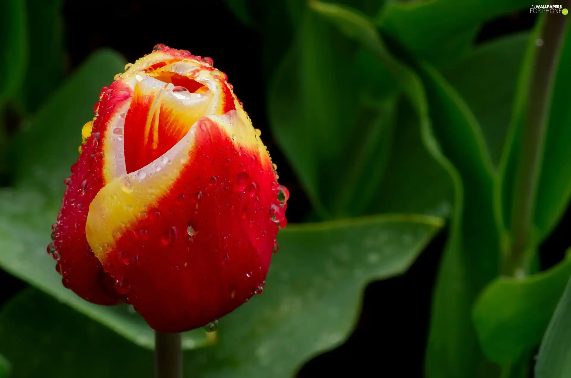 rain, tulip, drops