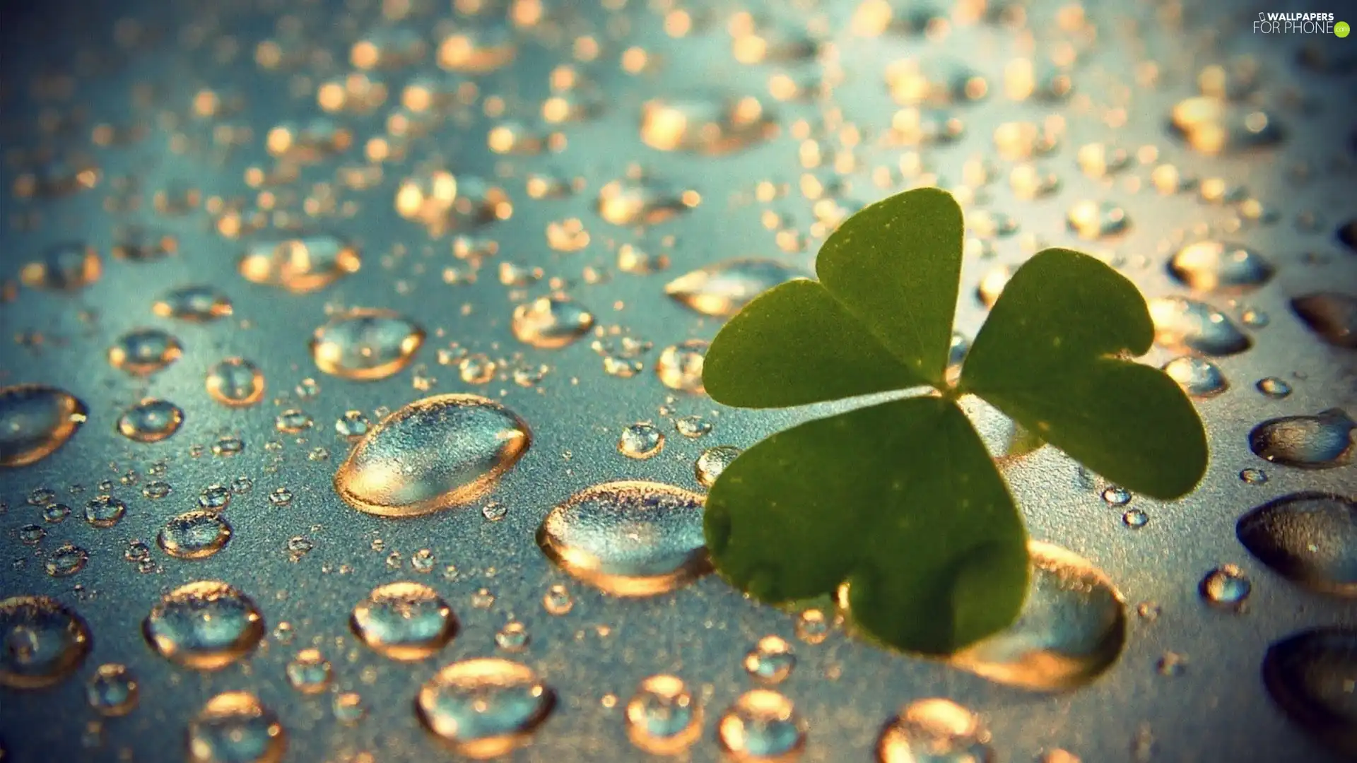 leaf, drops, rain, clover