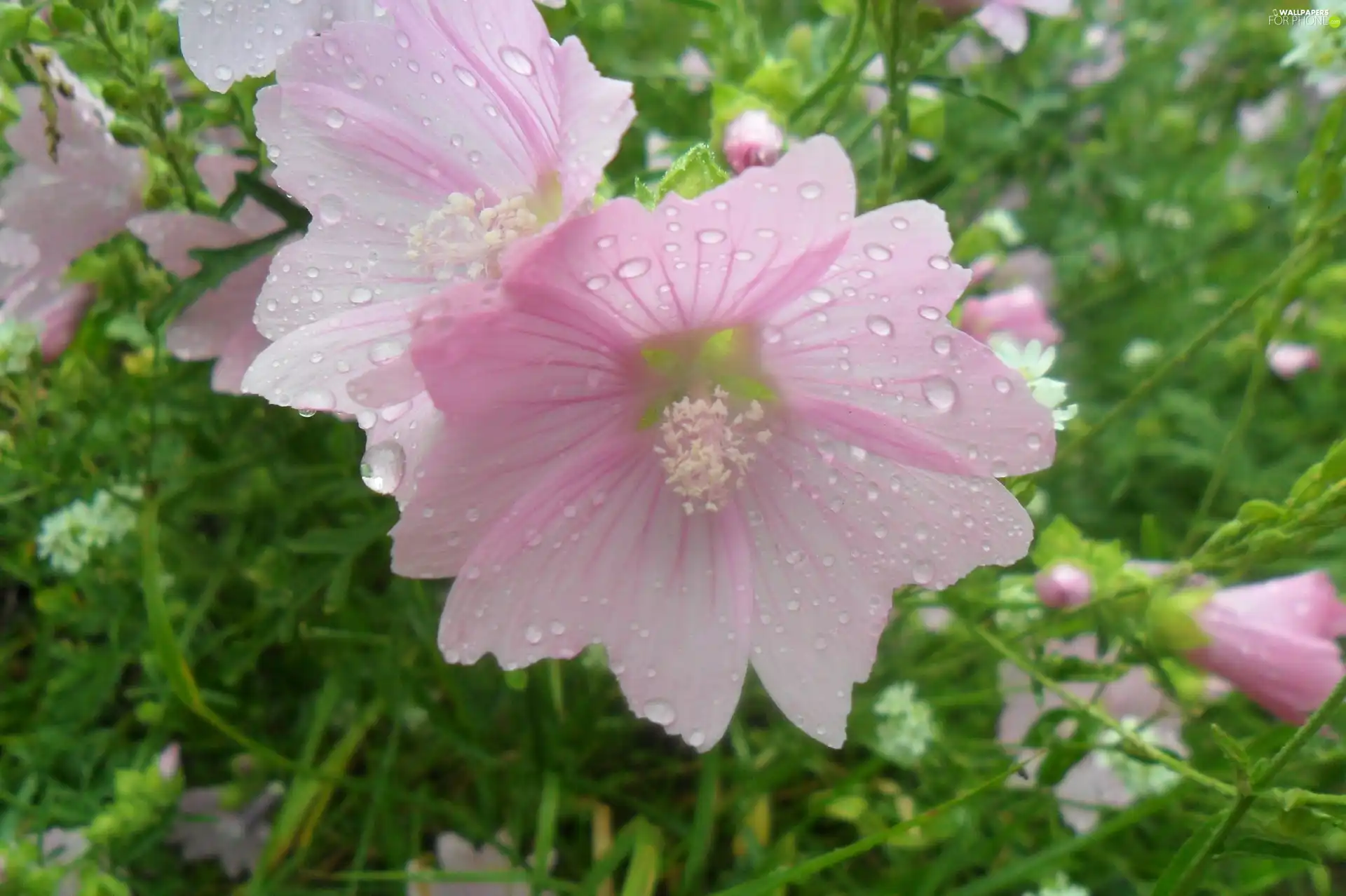 Pink, drops, rain, Flowers