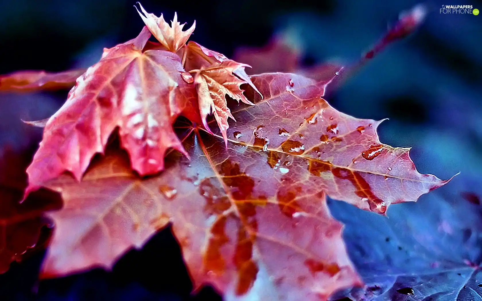 Red, drops, rain, Leaf