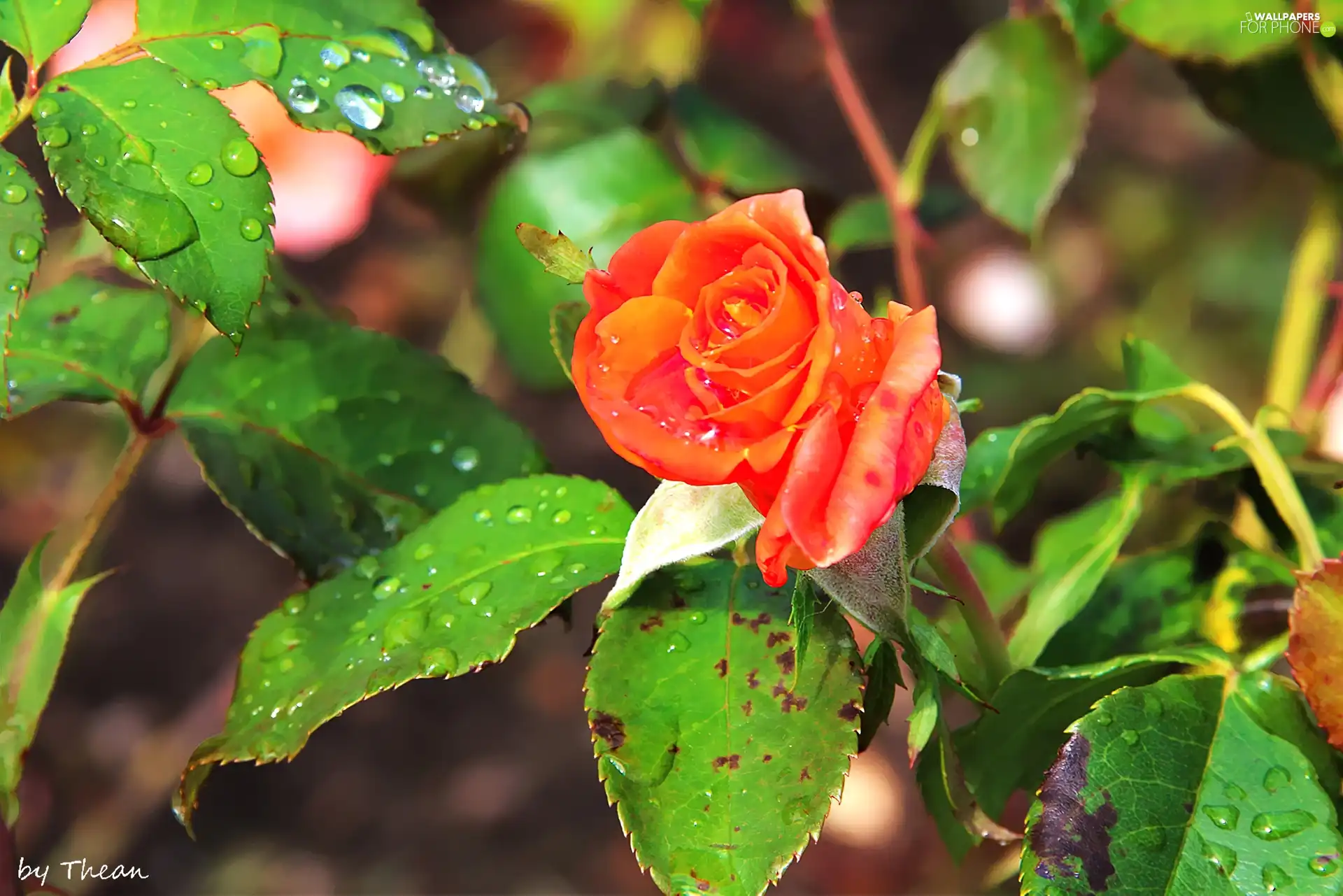 rose, drops, rain, bud