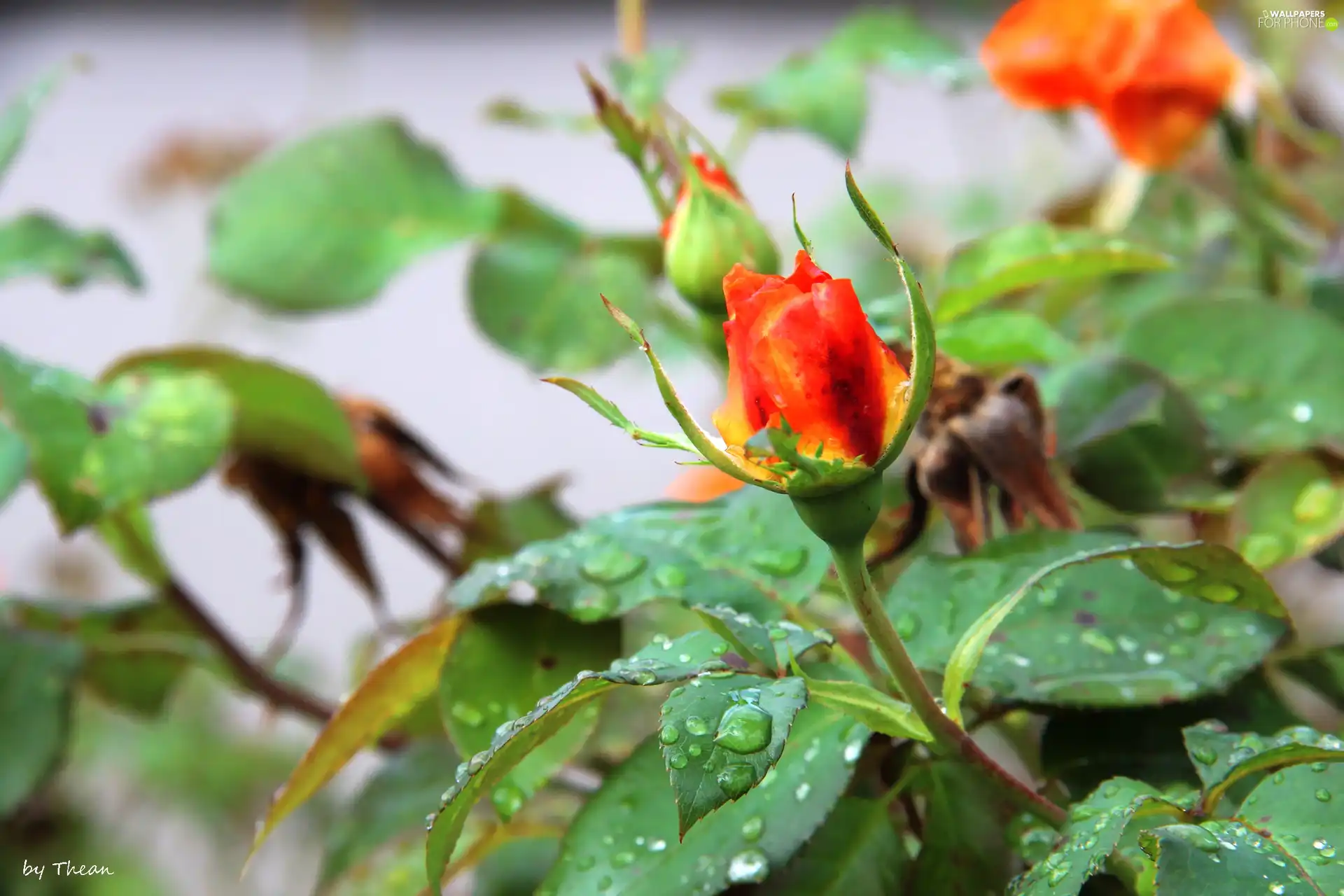 rose, drops, rain, bud