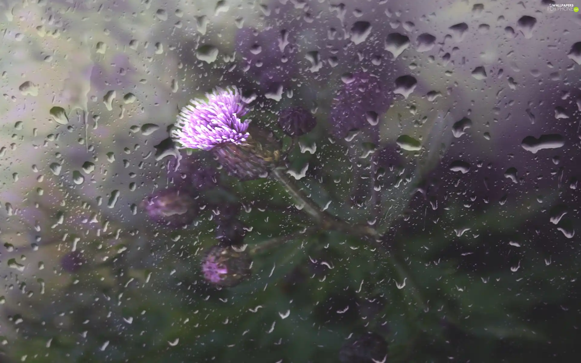 teasel, drops, rain, Glass