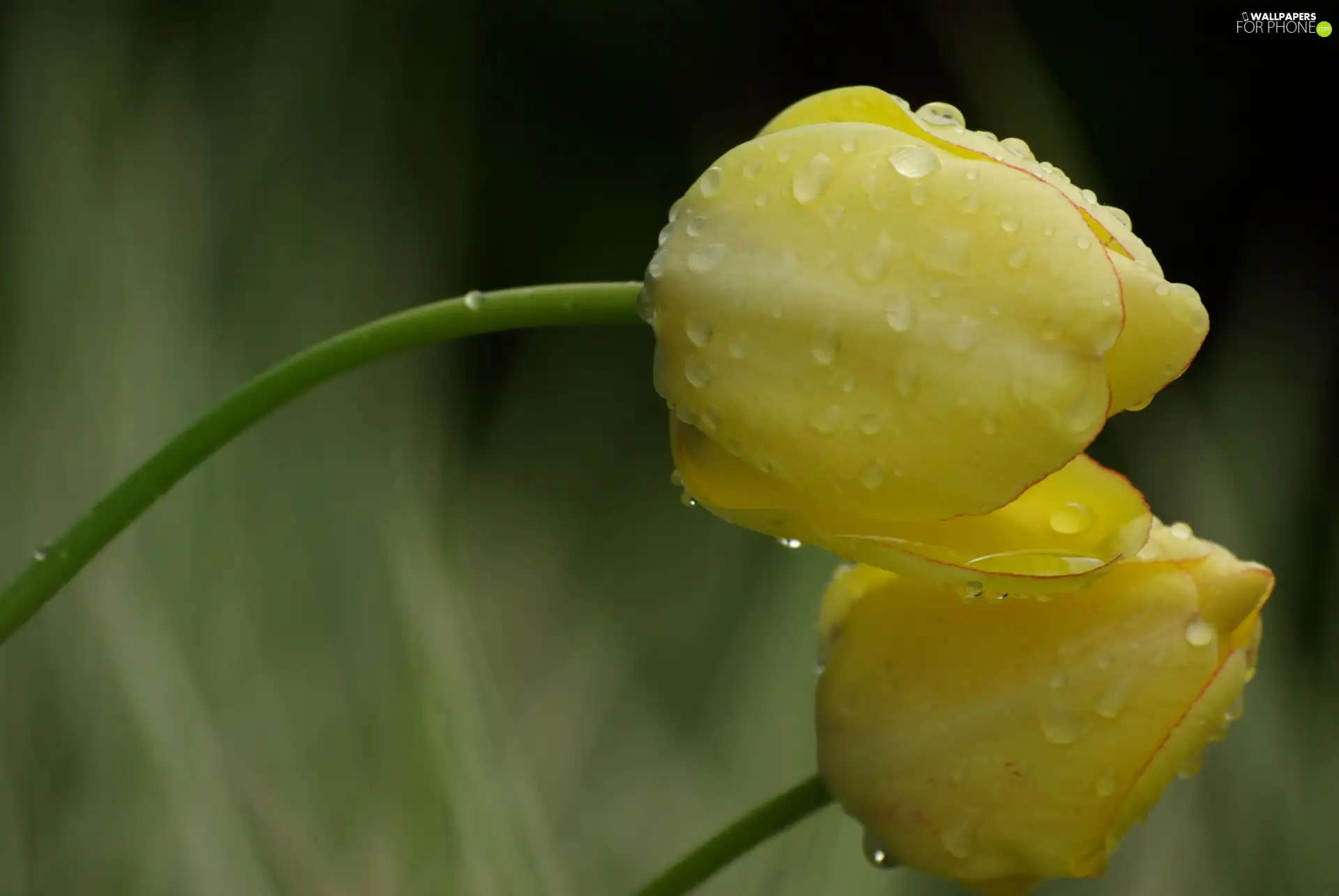 Rain, Yellow, Tulips