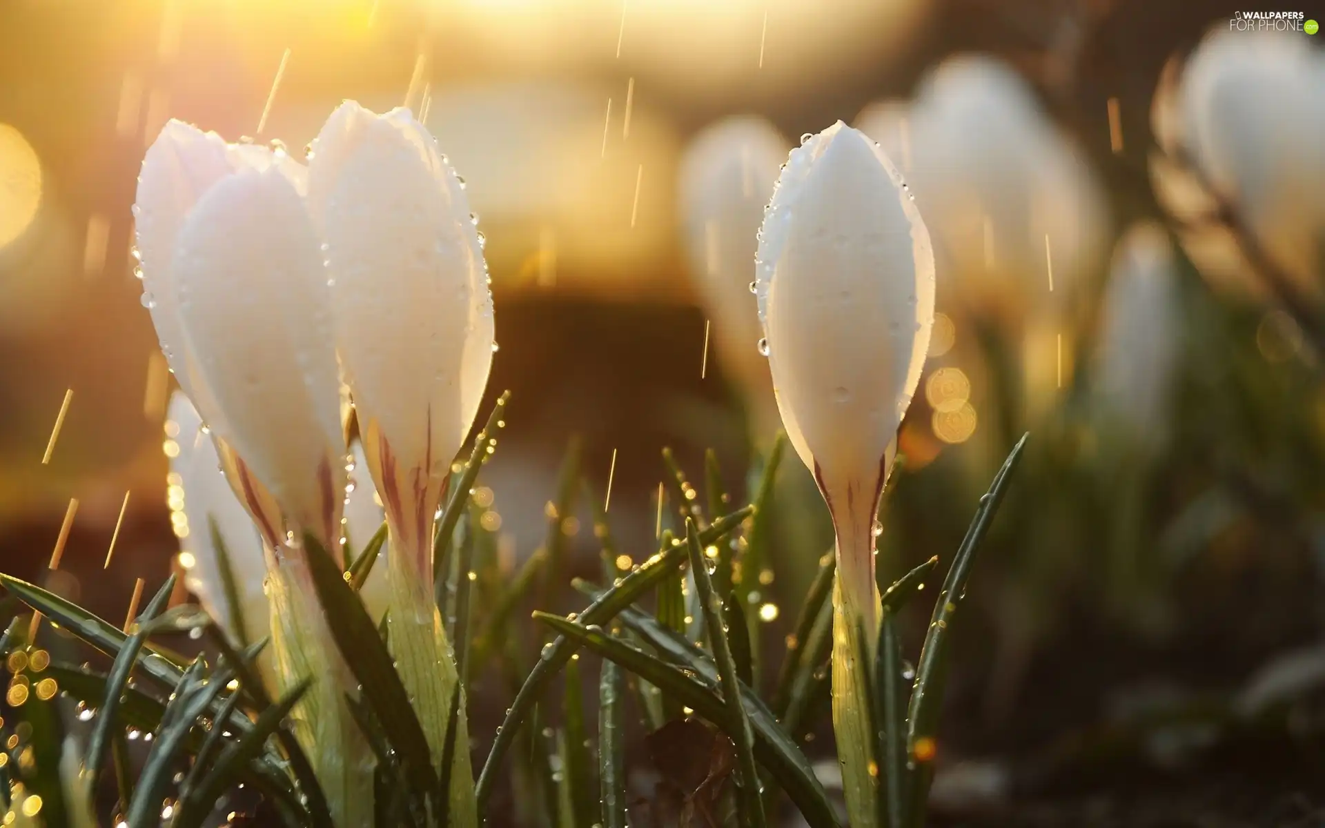 White, drops, rain, crocuses
