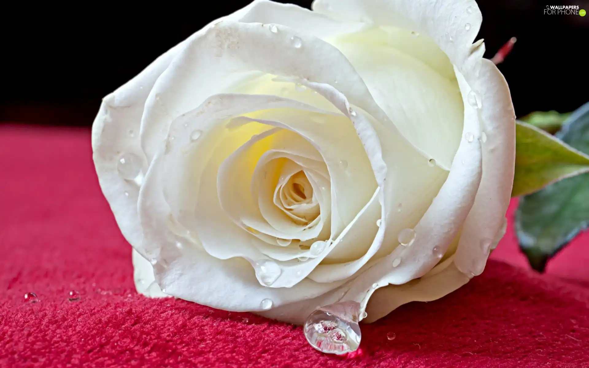 White, drops, rain, rose