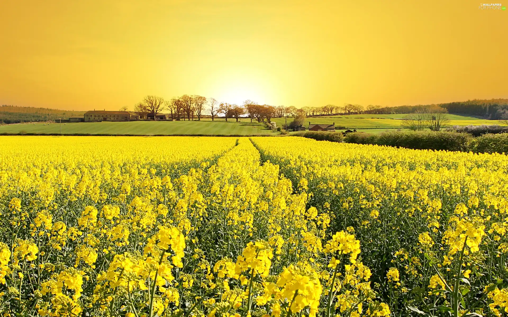 Field, rape