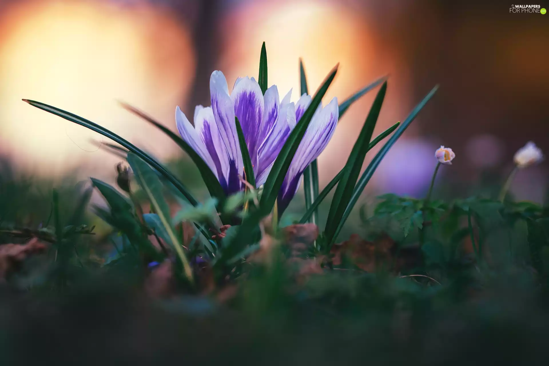 Flowers, rapprochement, blurry background, crocuses