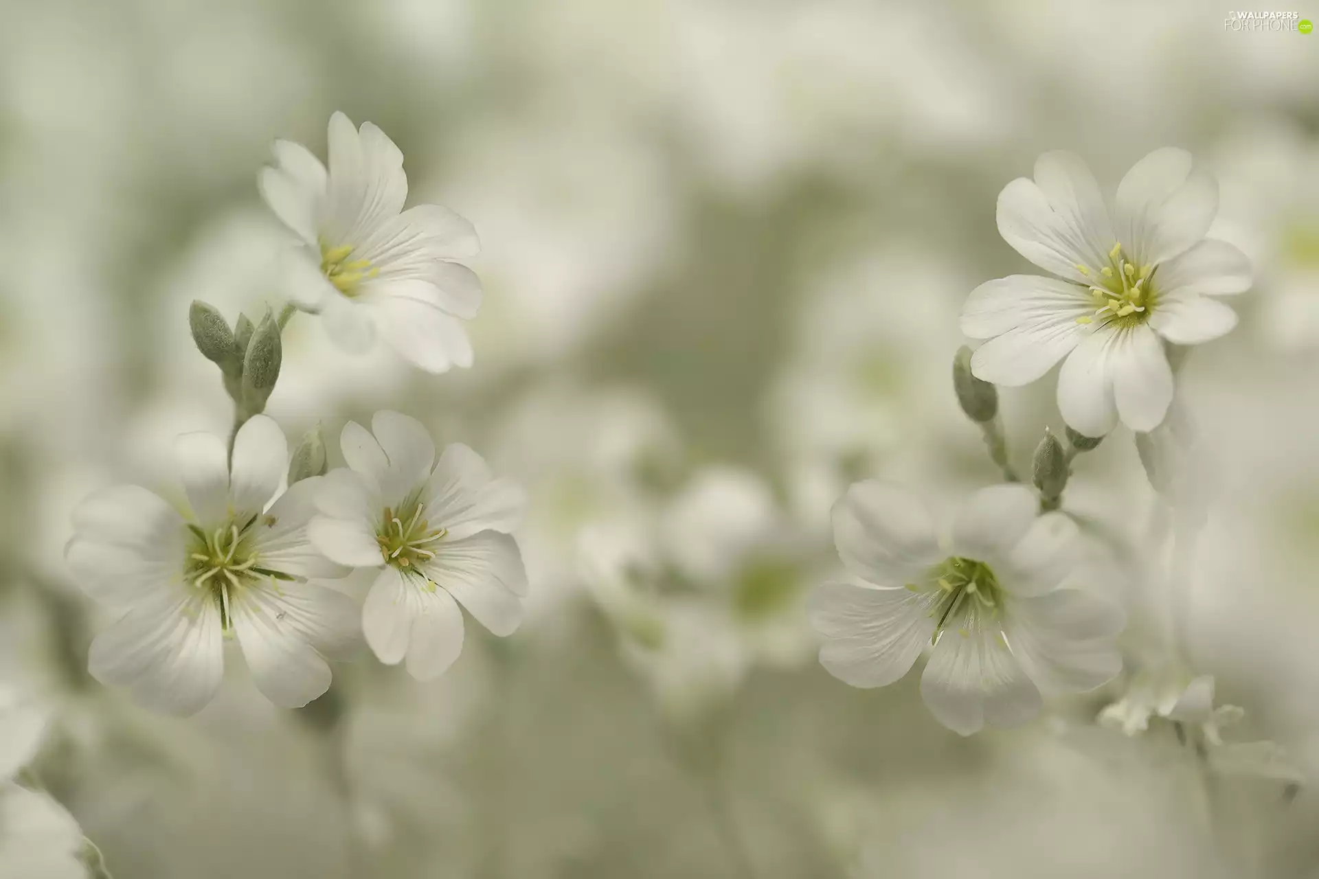 White, rapprochement, blurry background, Flowers