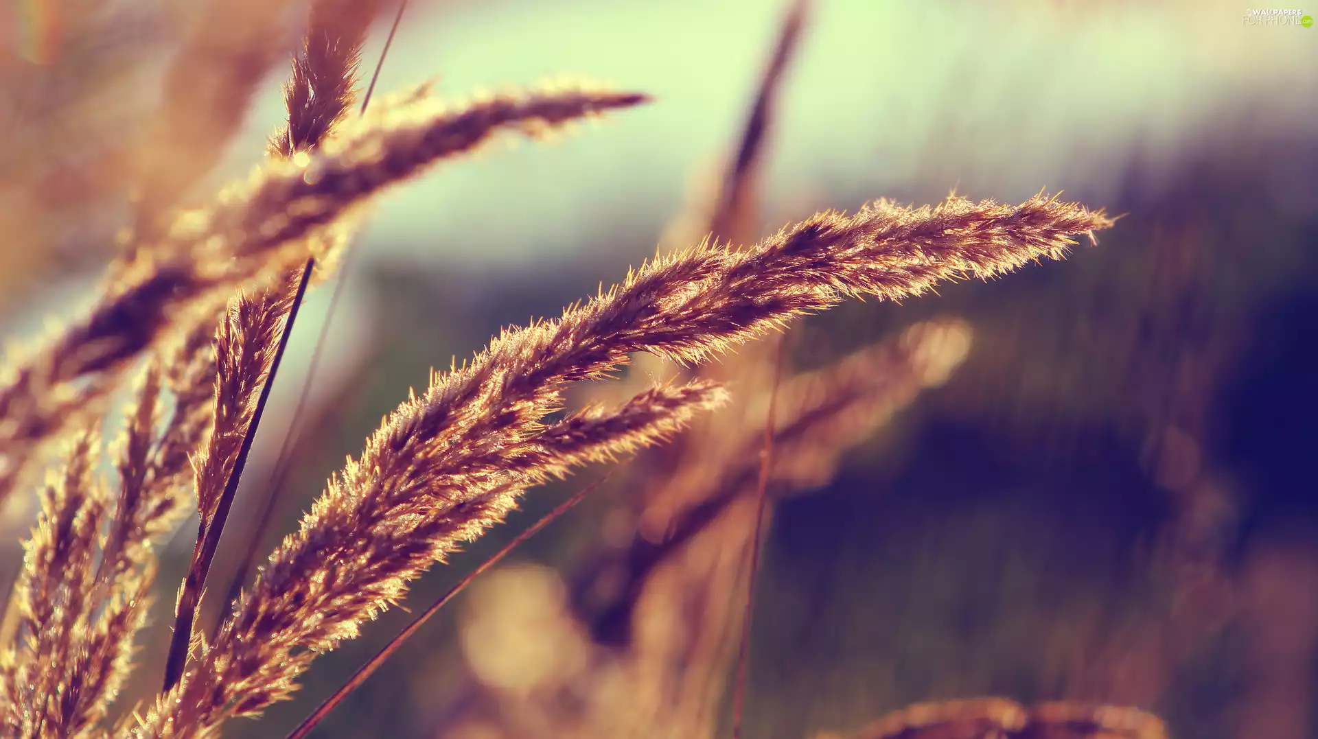 stalk, rapprochement, blurry background, grass
