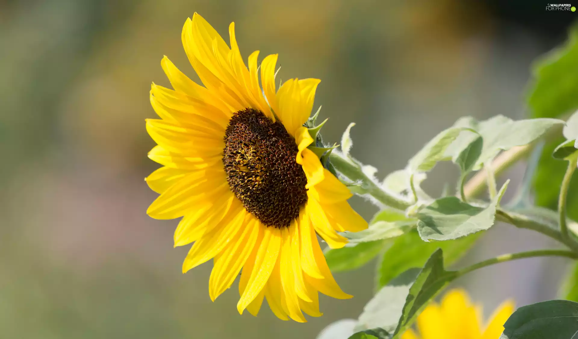 flower, rapprochement, blurry background, Sunflower