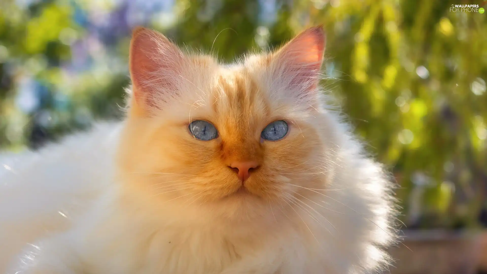 Blue Eyed, cat, rapprochement, white and red