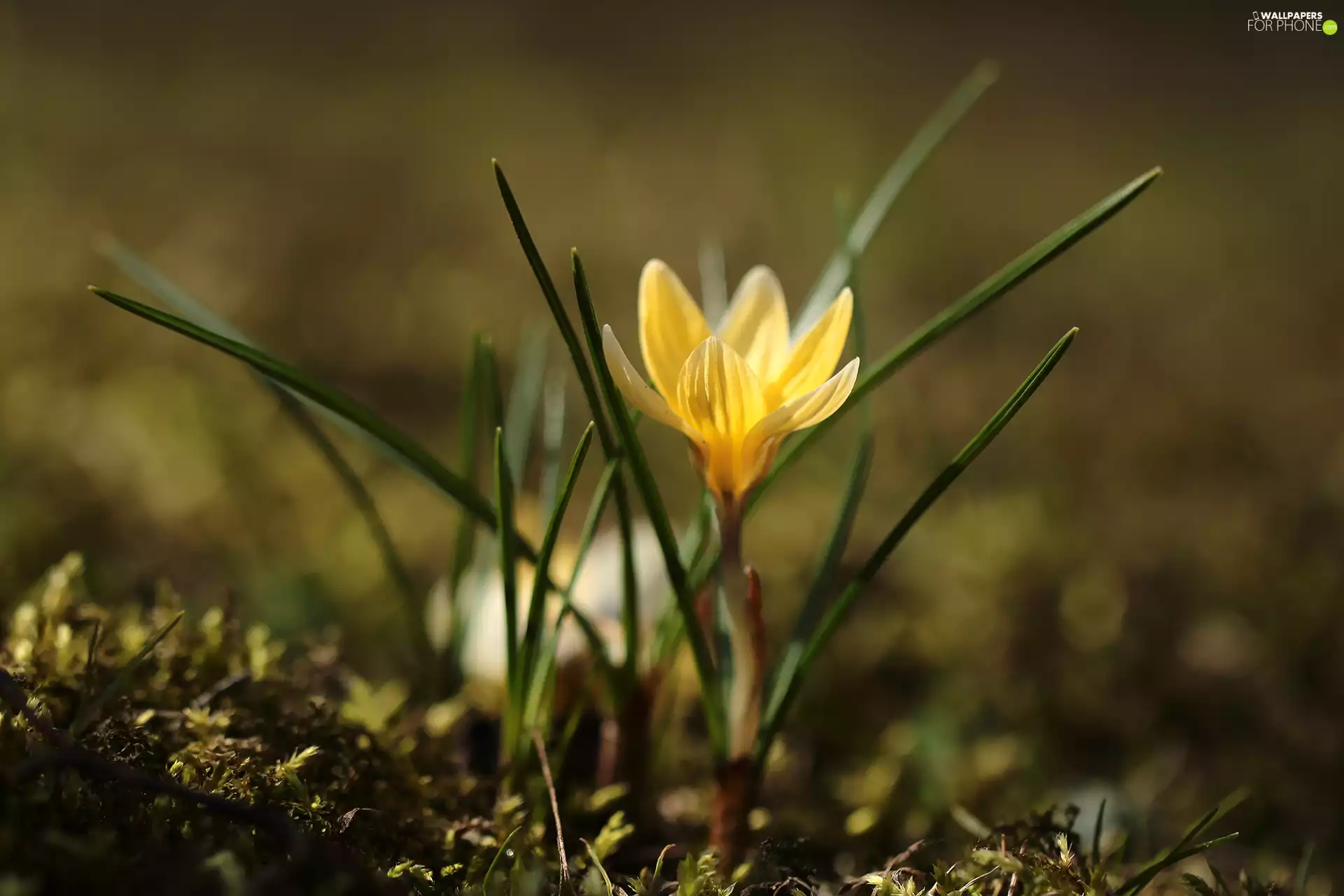 rapprochement, Yellow, crocus