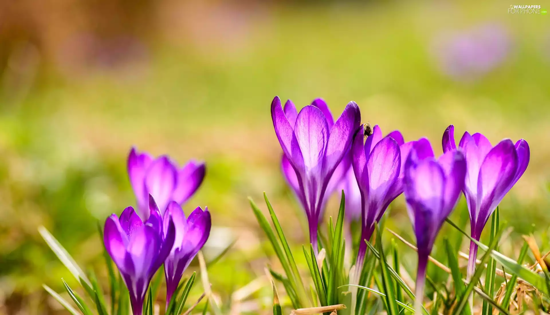 Flowers, rapprochement, crocuses, purple, illuminated