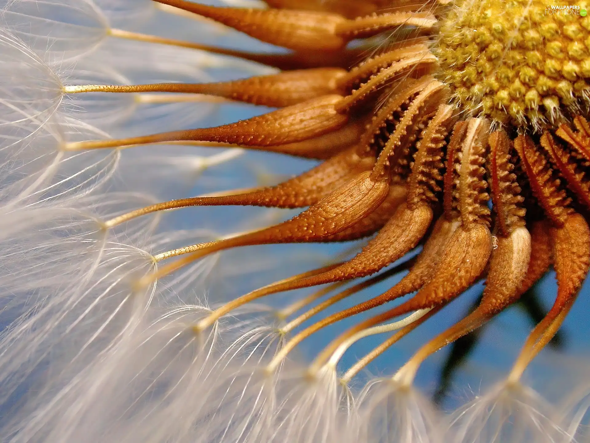 dandelion, rapprochement