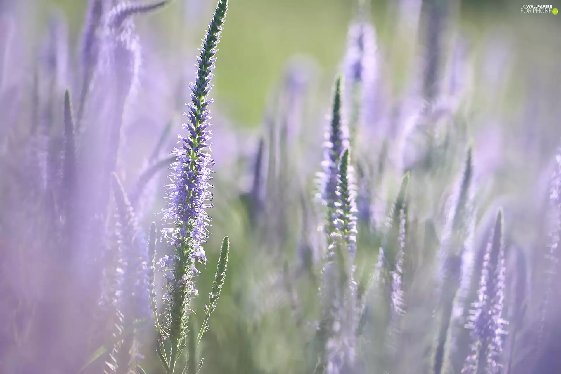 rapprochement, purple, Flowers