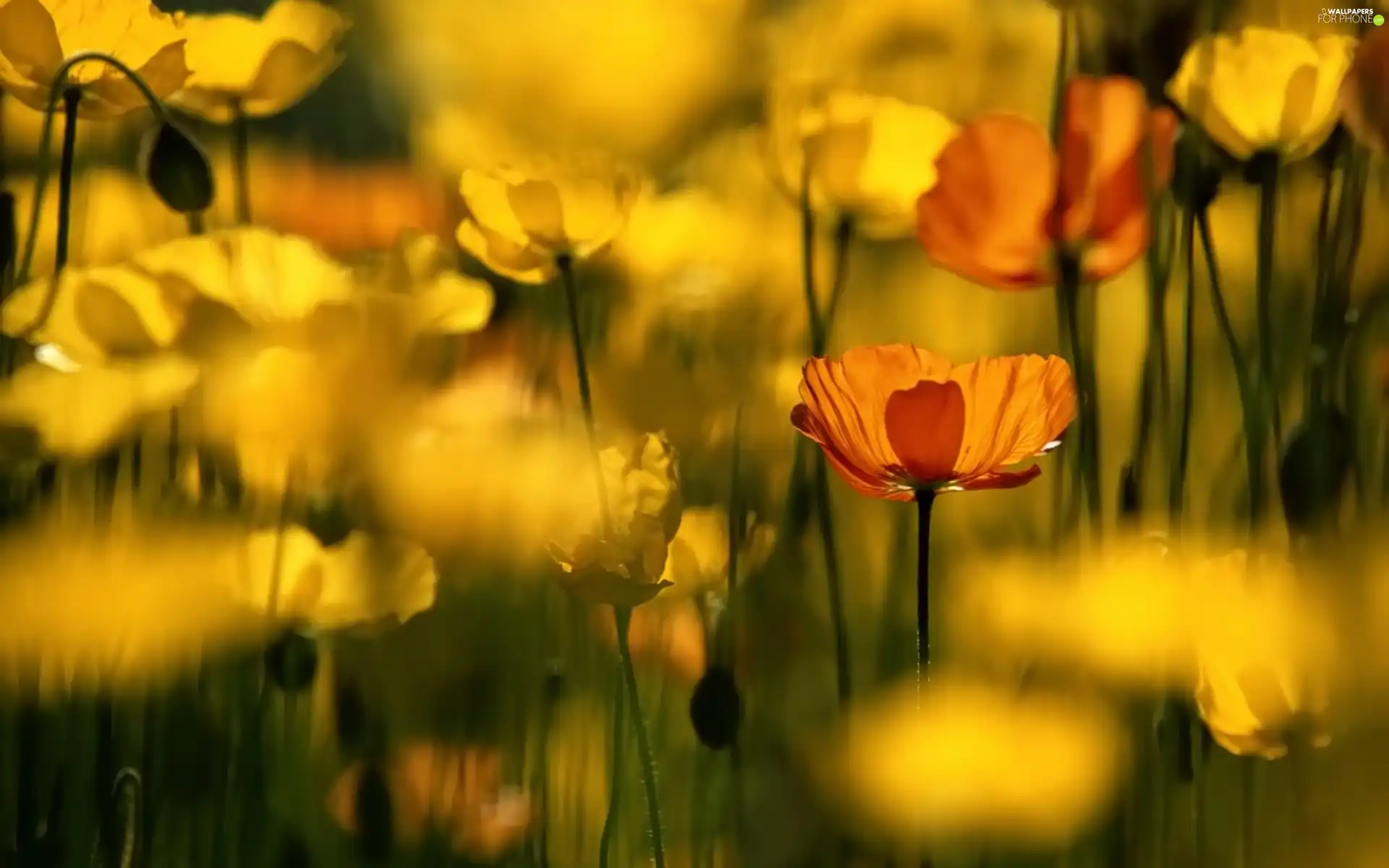 rapprochement, Yellow, Flowers