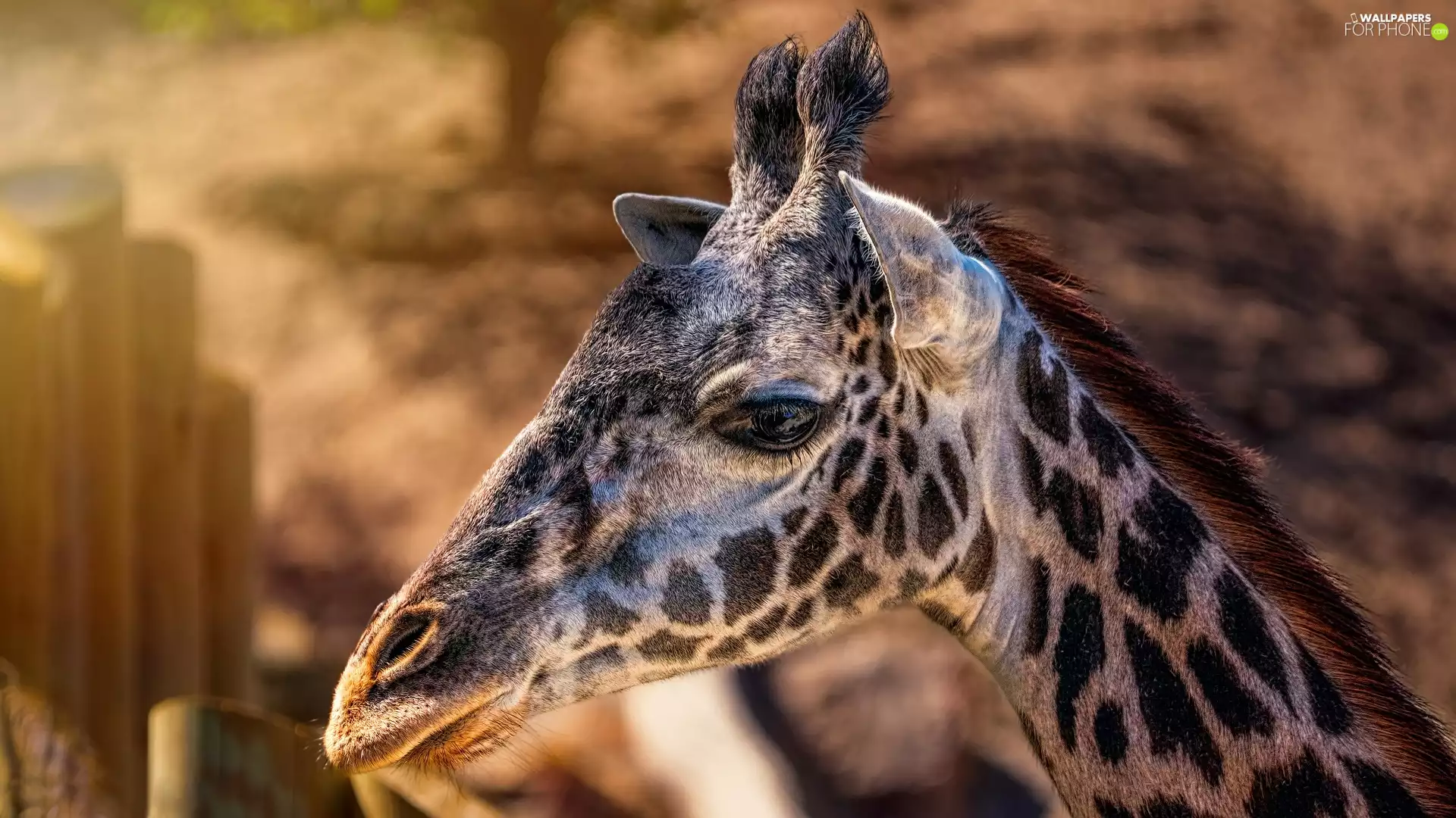 rapprochement, giraffe, Head