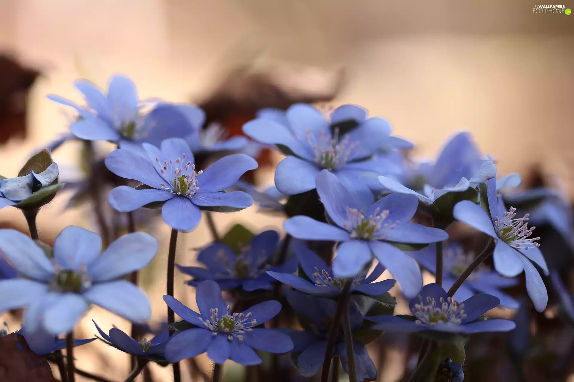 rapprochement, Blue, Liverworts