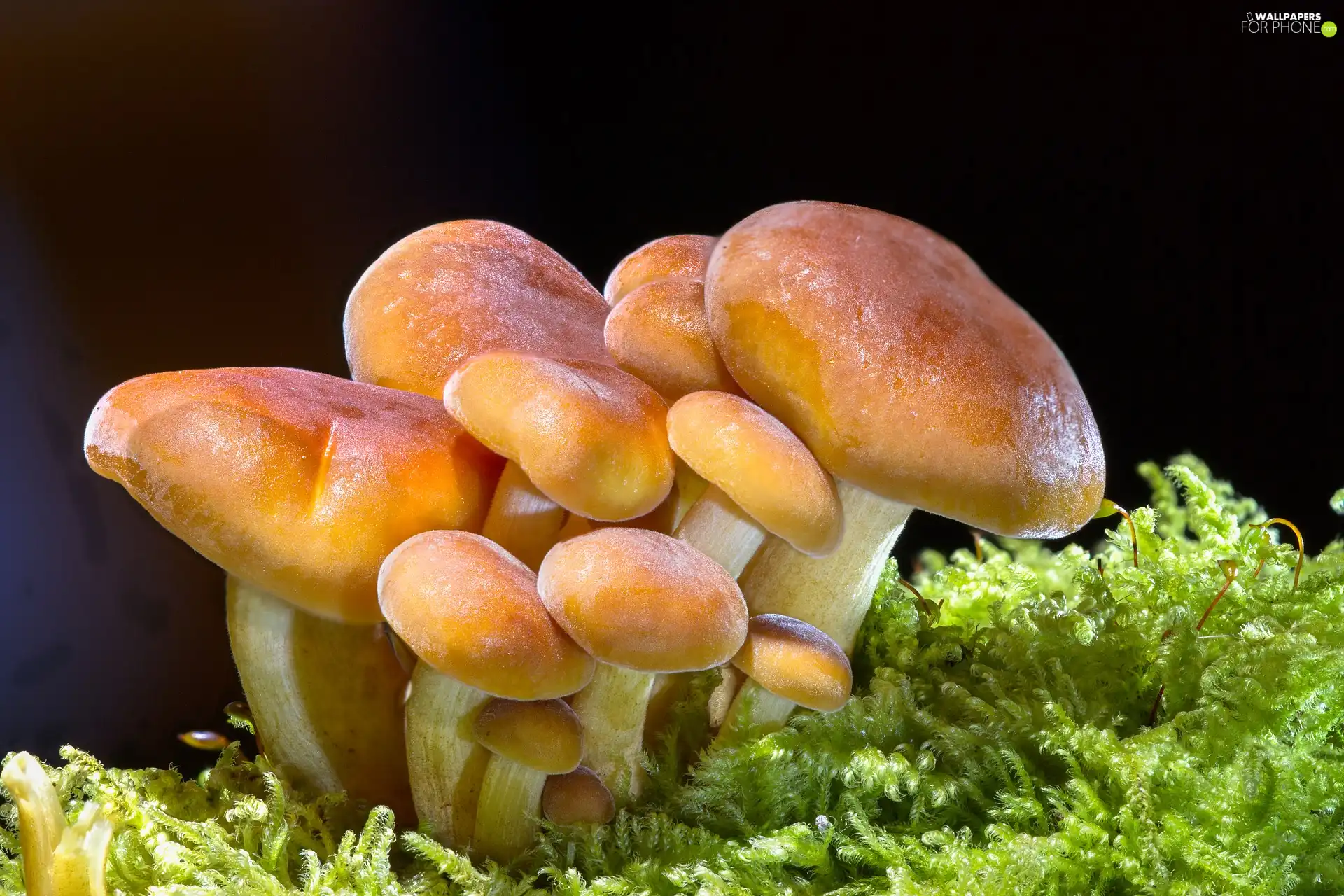 rapprochement, mushrooms, Moss