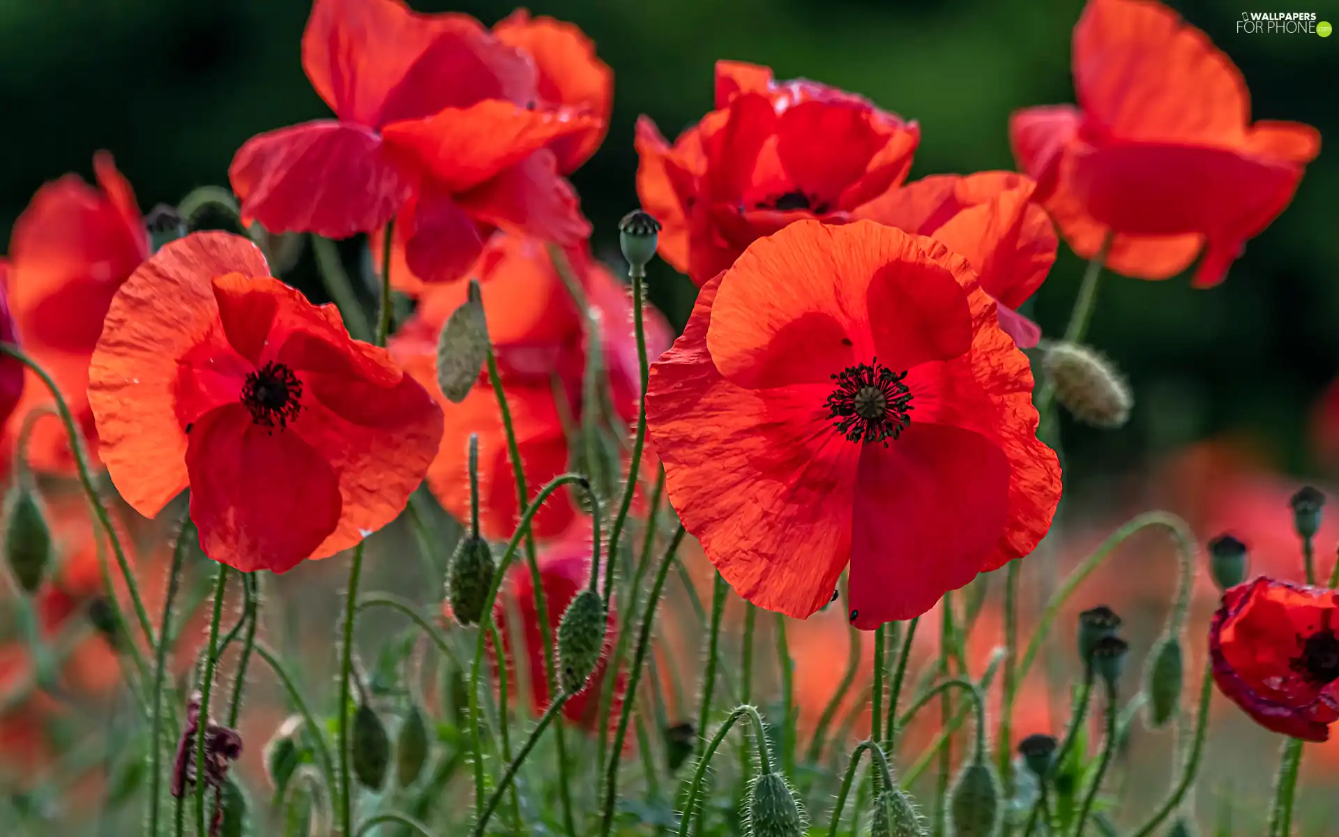 Buds, rapprochement, papavers, Red, Flowers