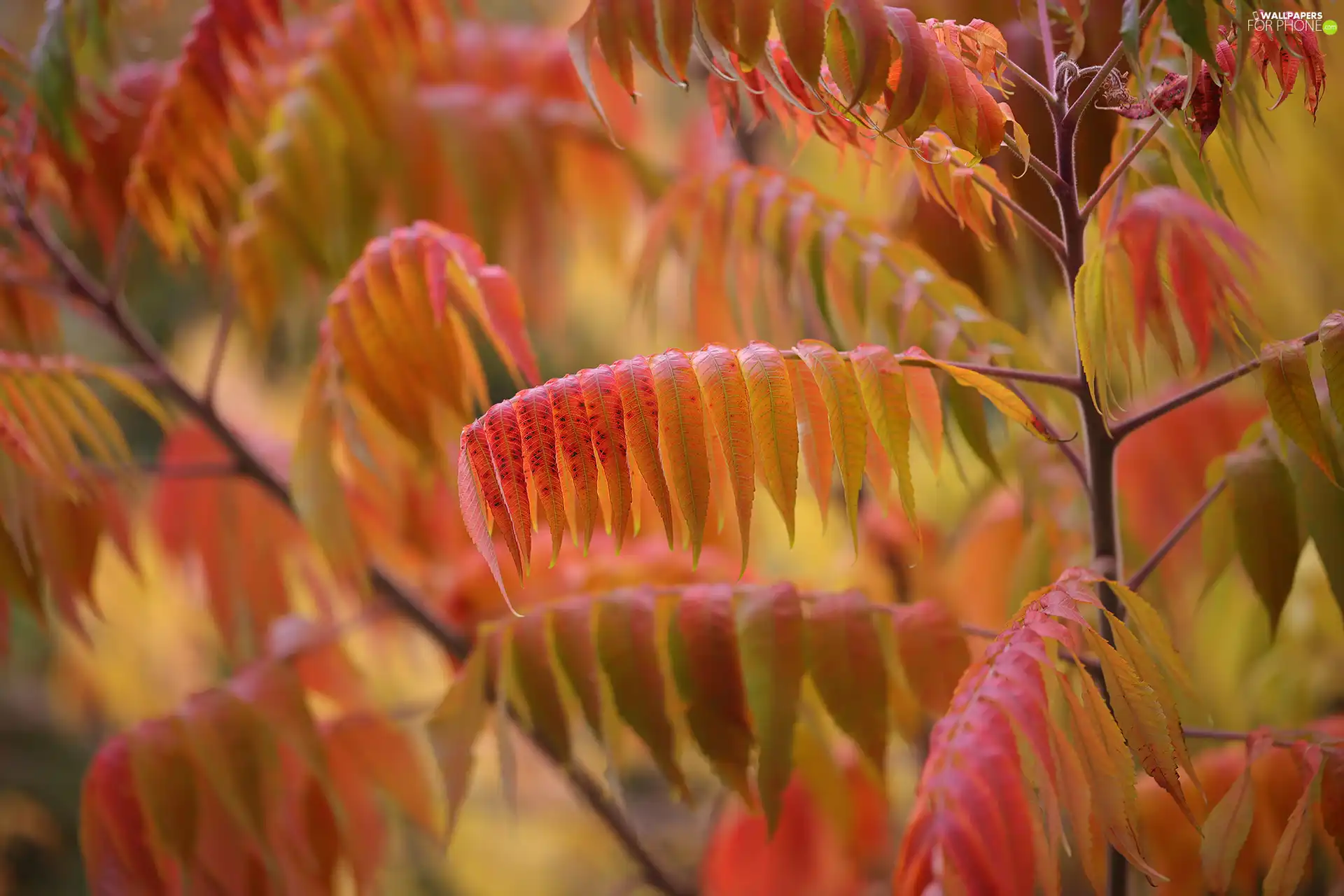 Twigs, rapprochement, Red, Leaf, Autumn