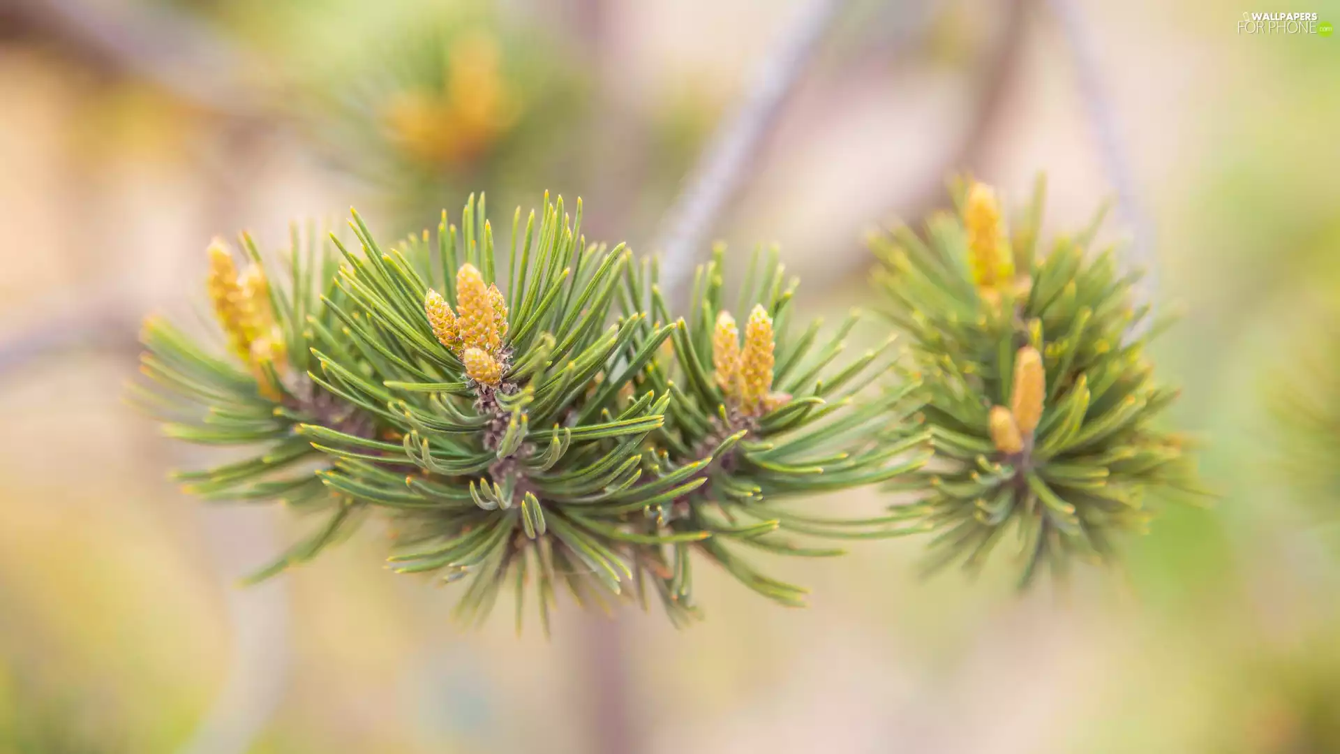 rapprochement, pine, Twigs