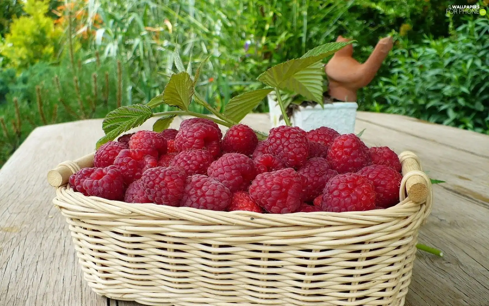 basket, red, raspberry, ripe