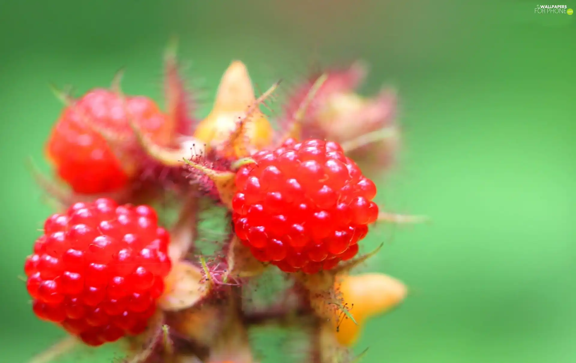 many, raspberry