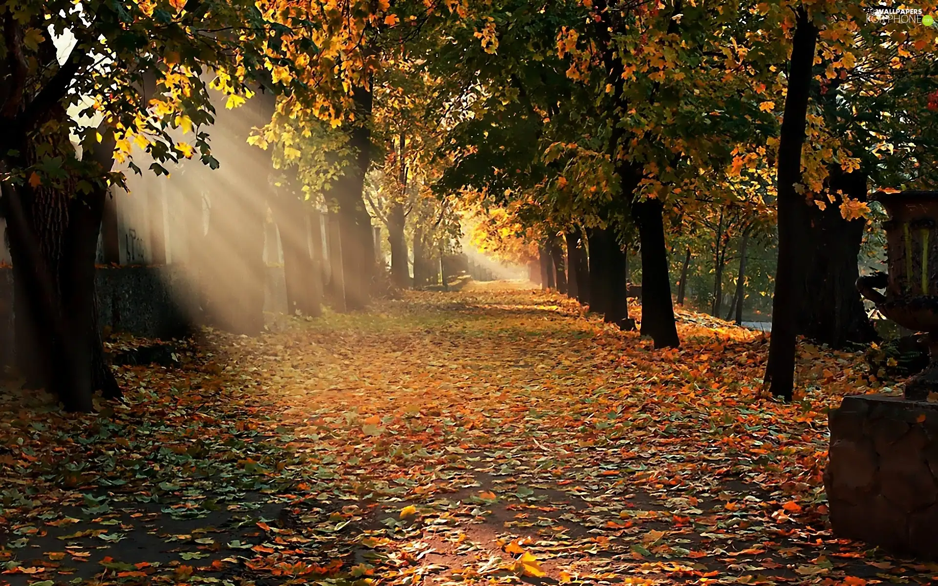 rays, Park, autumn