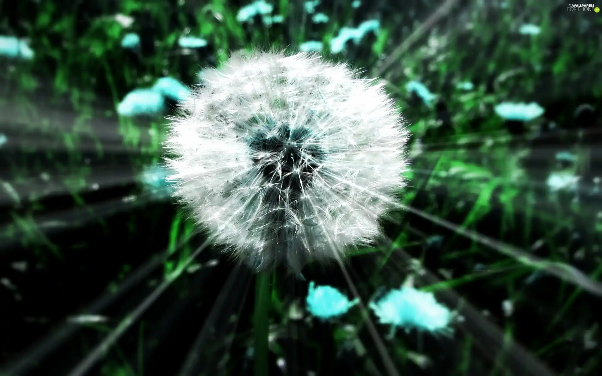 dandelion, rays