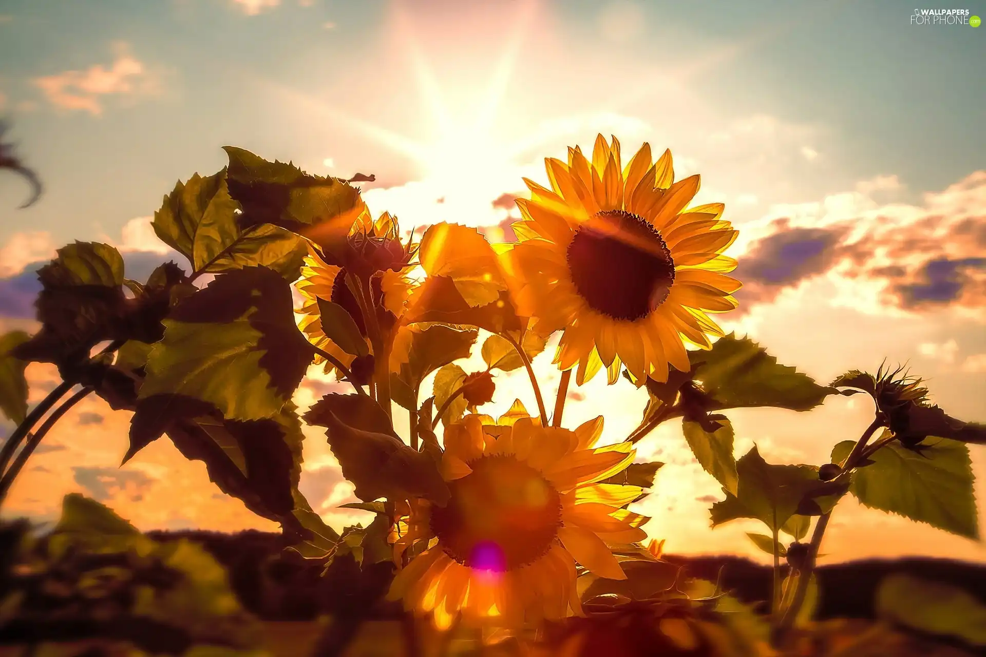 sun, Nice sunflowers, rays