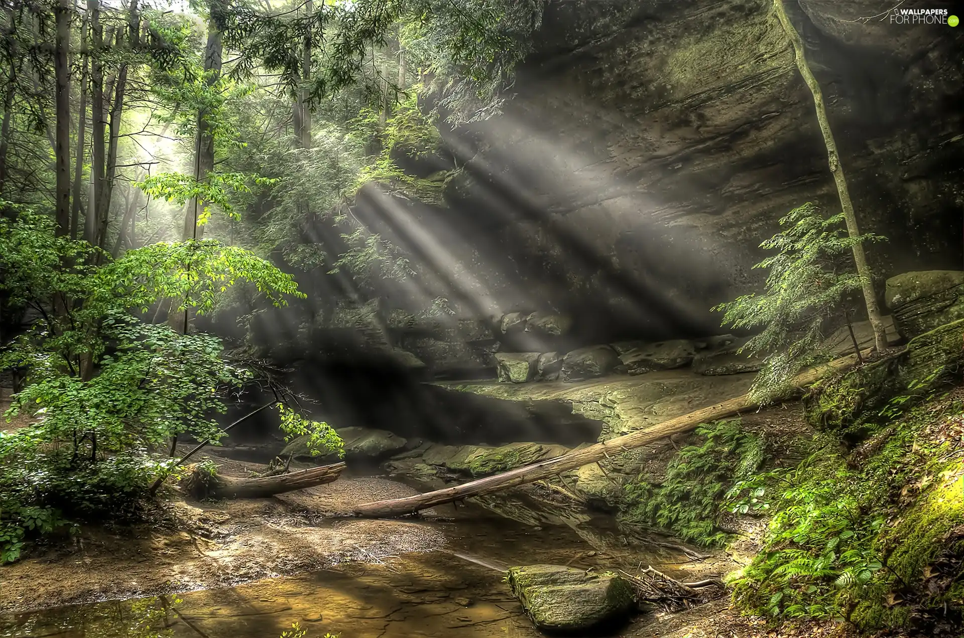 Rocks, forest, rays of the Sun