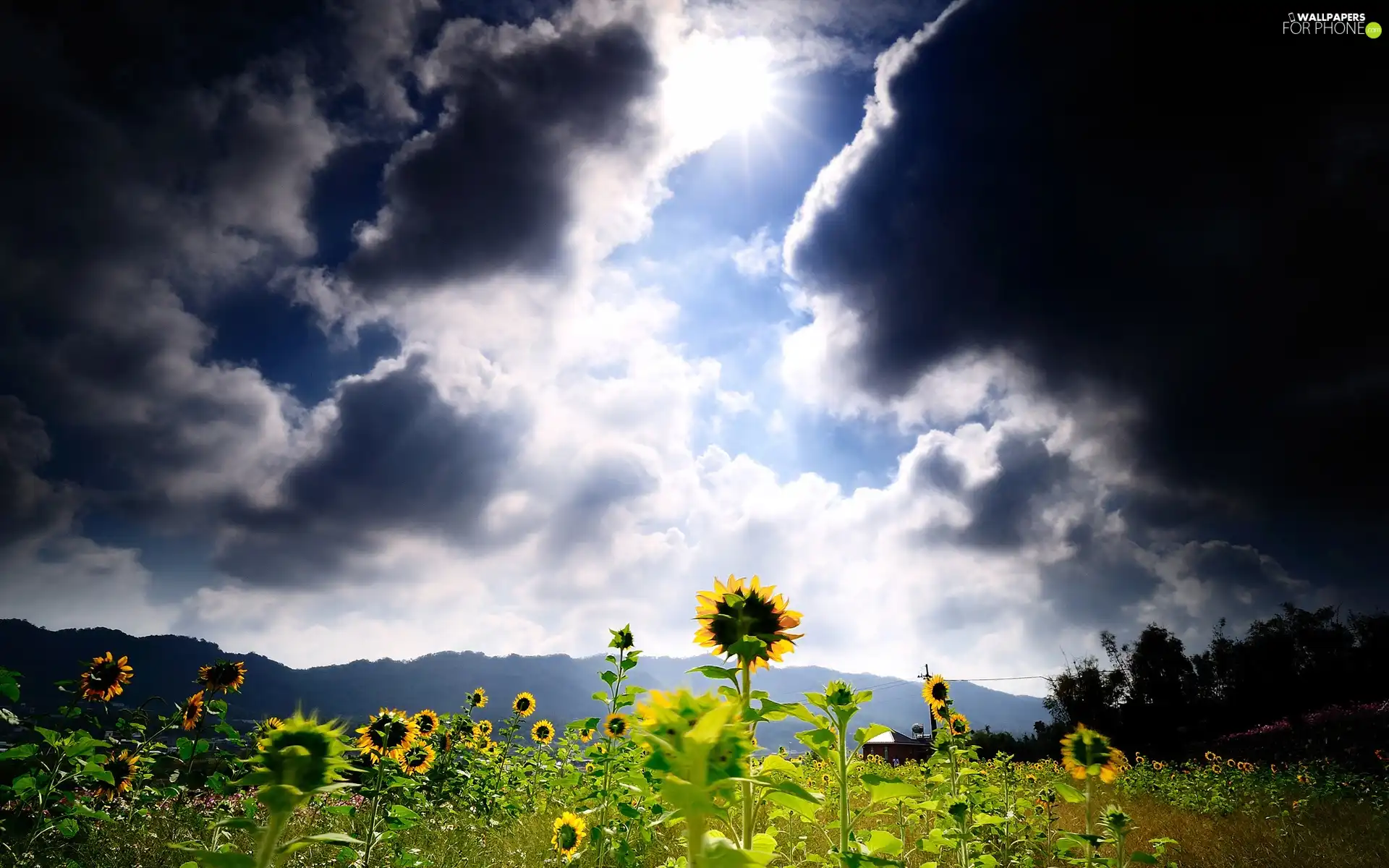 Mountains, Field, rays, sun, clouds, sunflowers