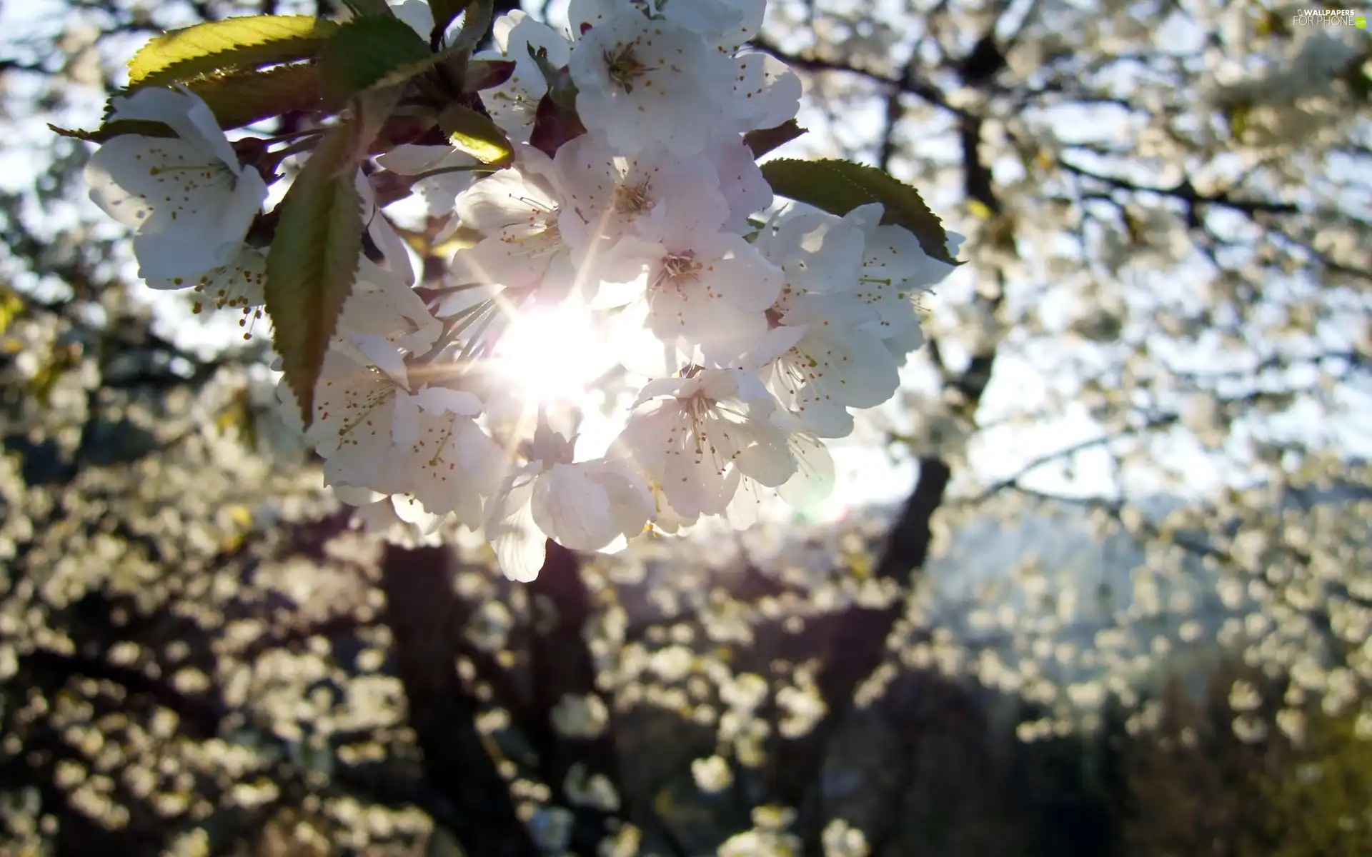 rays, sun, sapling, Przebijające, flourishing