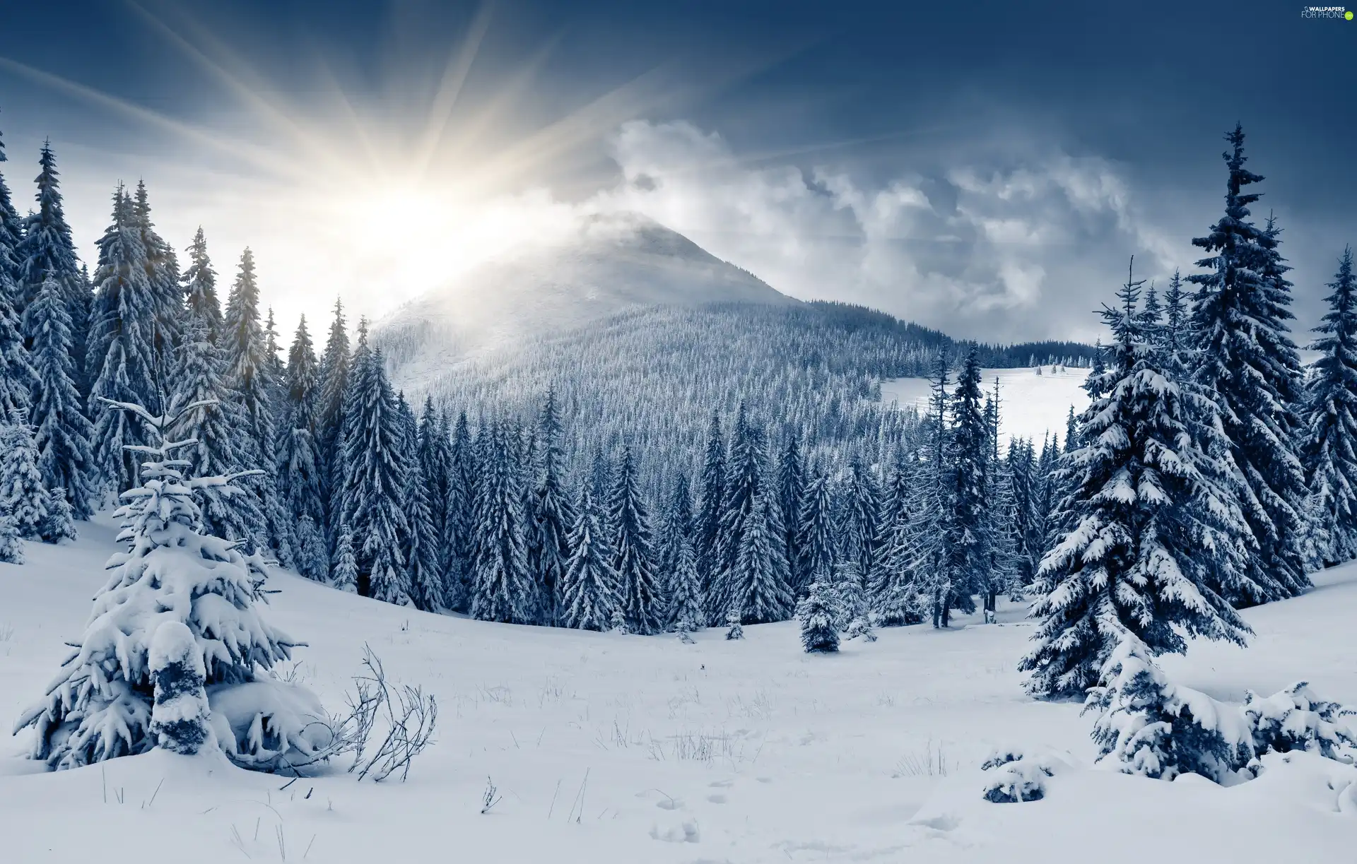 Spruces, winter, rays, sun, Mountains, snow