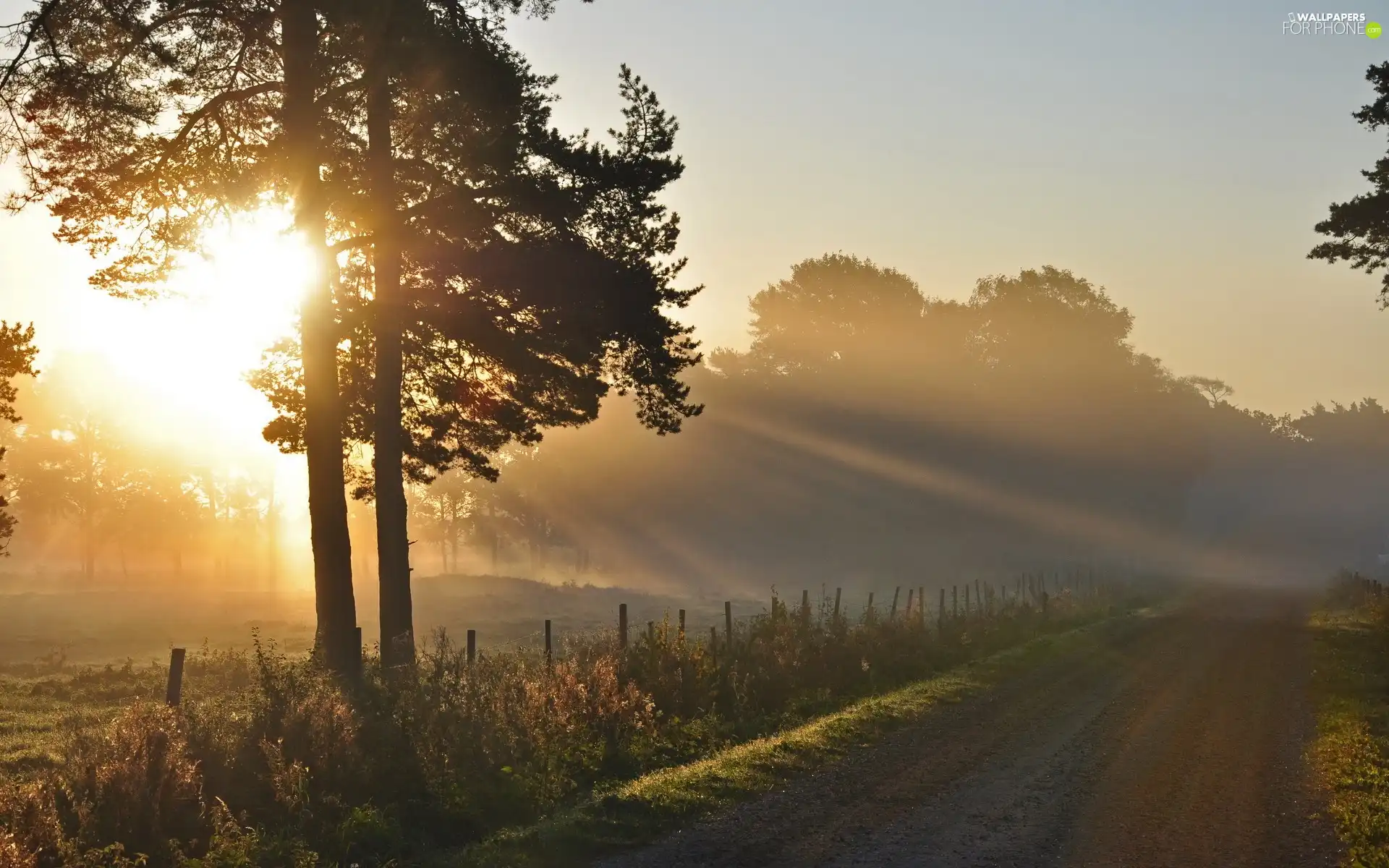 viewes, Way, rays, sun, Przebijające, trees