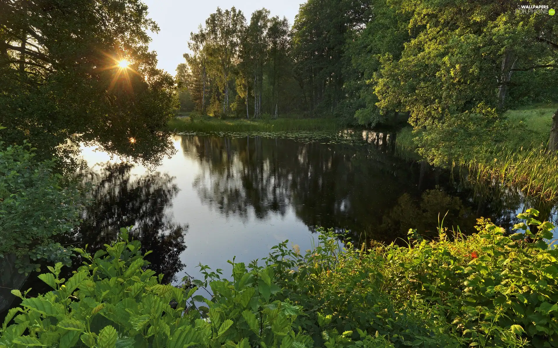 rays, sun, forest, Bush, River