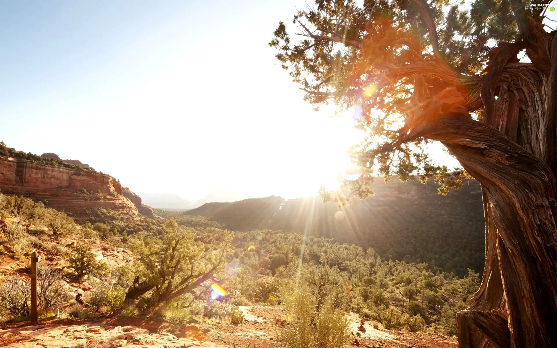 Plants, Desert, rays, sun, trees, rocks