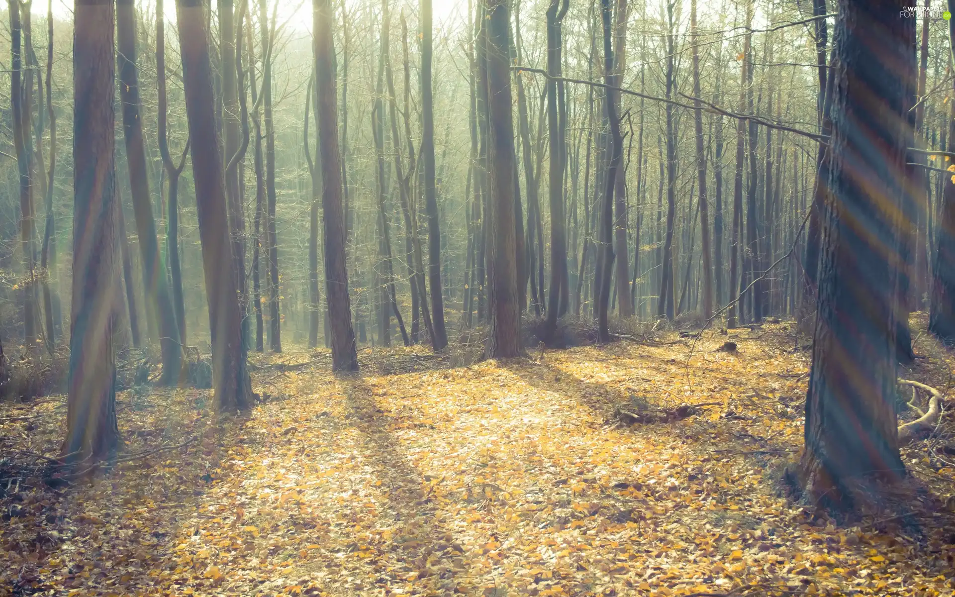 rays, sun, viewes, forest, trees