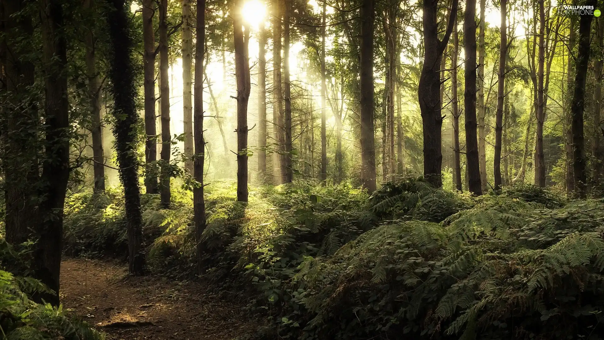 rays, sun, viewes, VEGETATION, trees