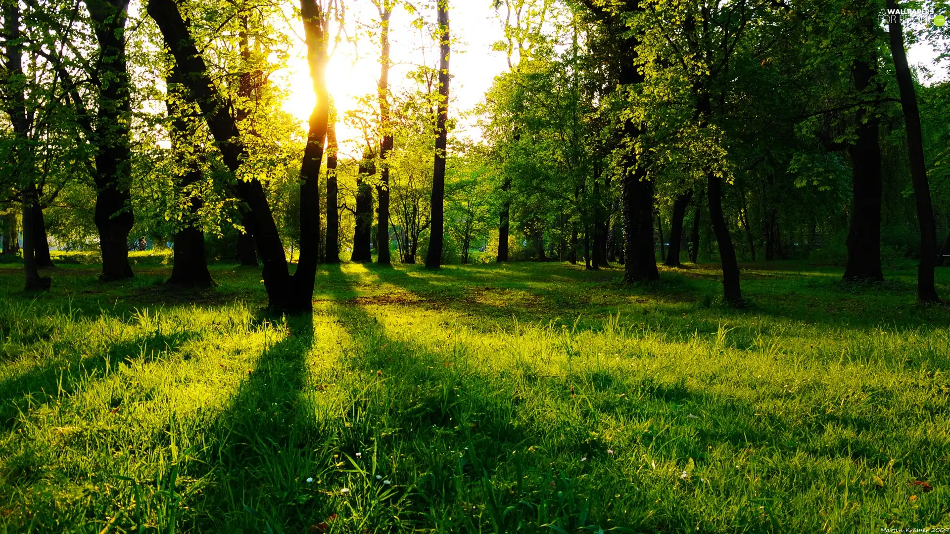 trees, nature, rays, sun, viewes, forest