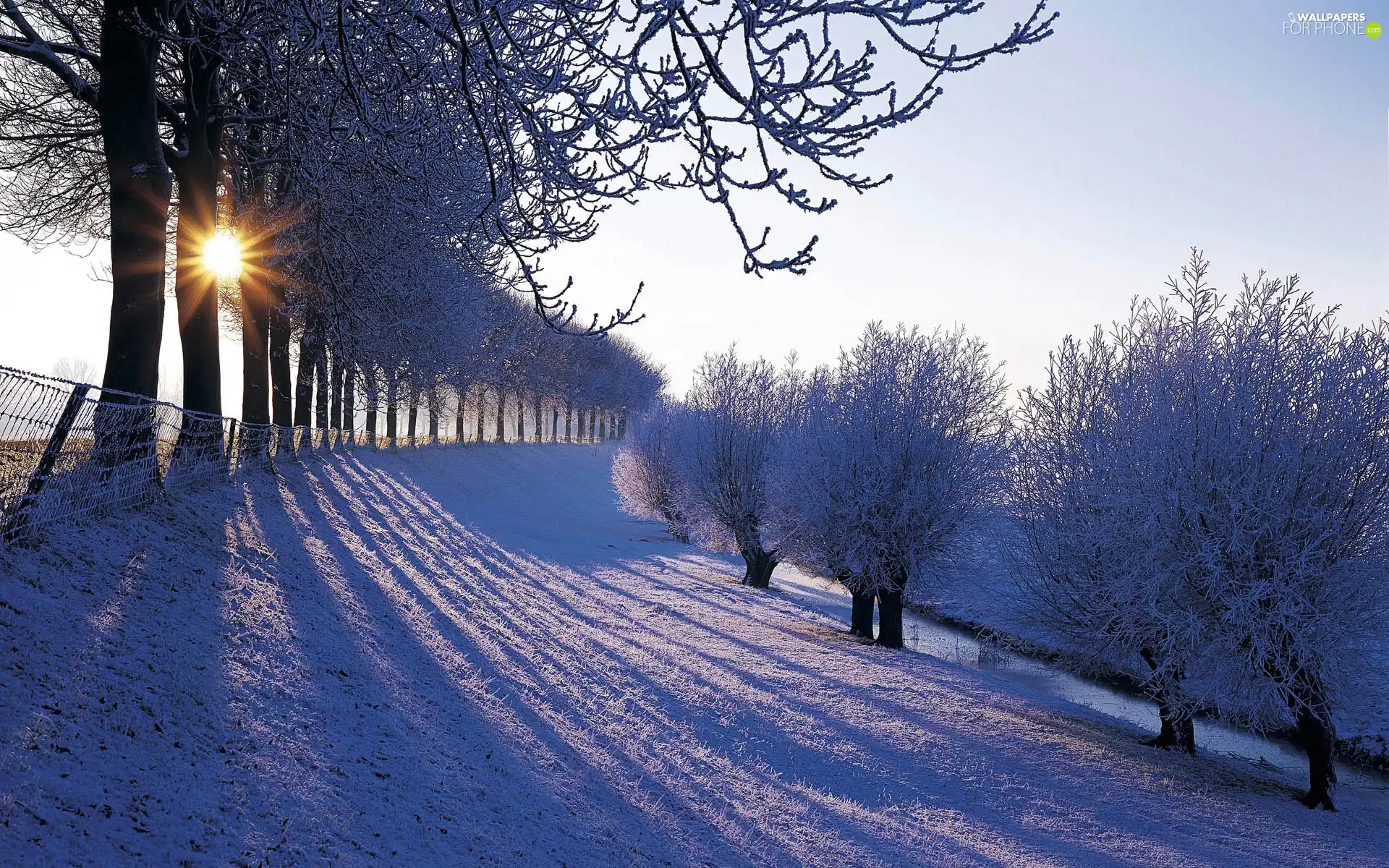 rays, sun, trees, viewes, winter