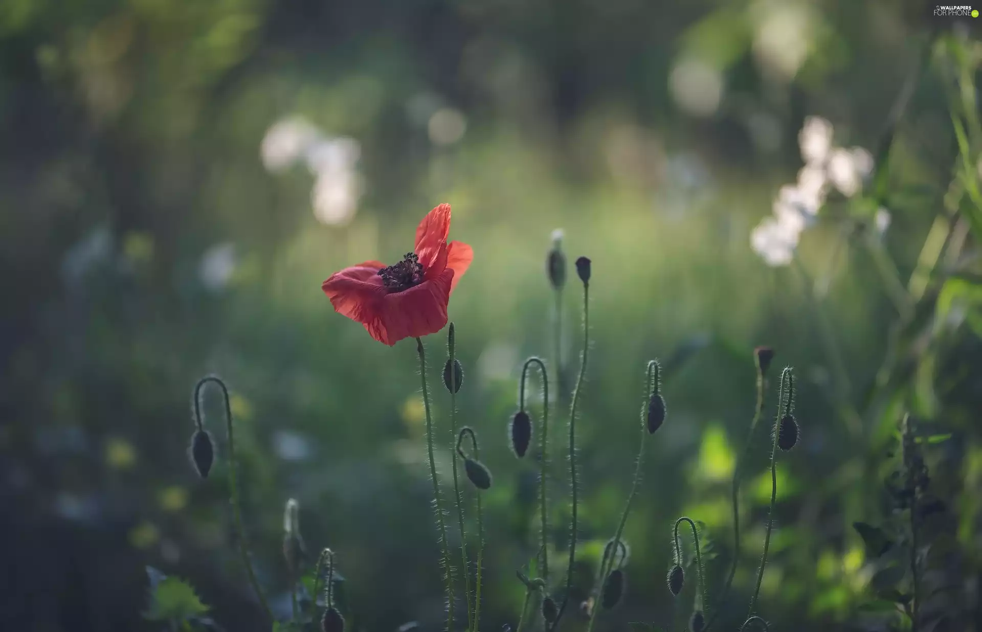 Buds, blurry background, Red, red weed, Flowers