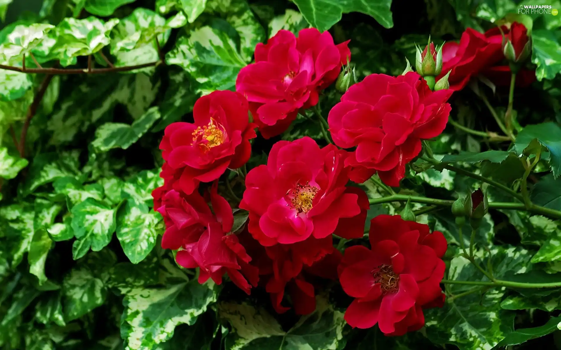 Red, Flowers, balcony